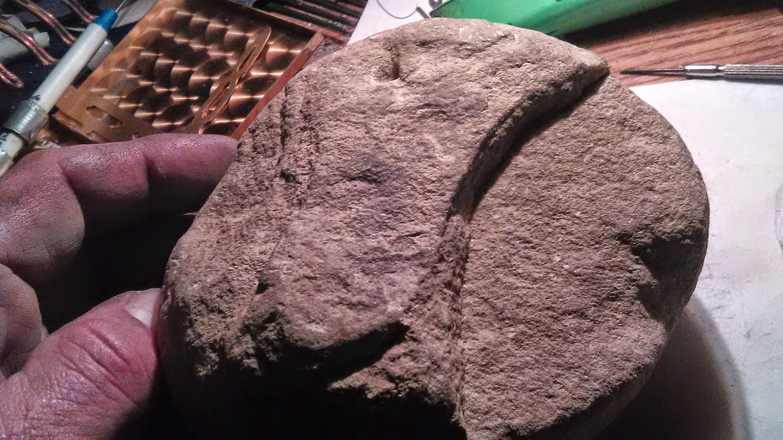 Fossils of Colorado Colorado fossils