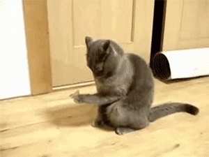 Funny cats - part 213, cat and kitten gifs, cute cat, cat gif
