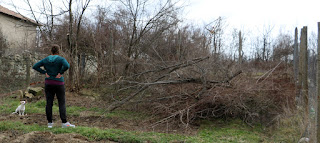 Loads of brush cleared away Loads of brush cleared away