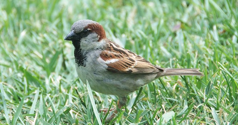 25 Fakta Dan Mitos Menarik Tentang Burung Gereja