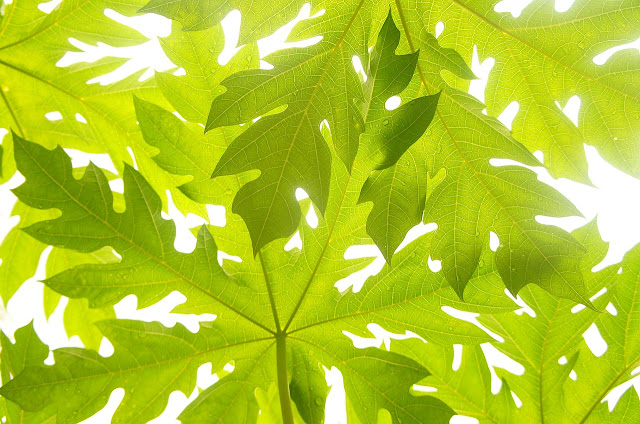 Manfaat Daun Pepaya Jepang, daun pepaya, kesehatan