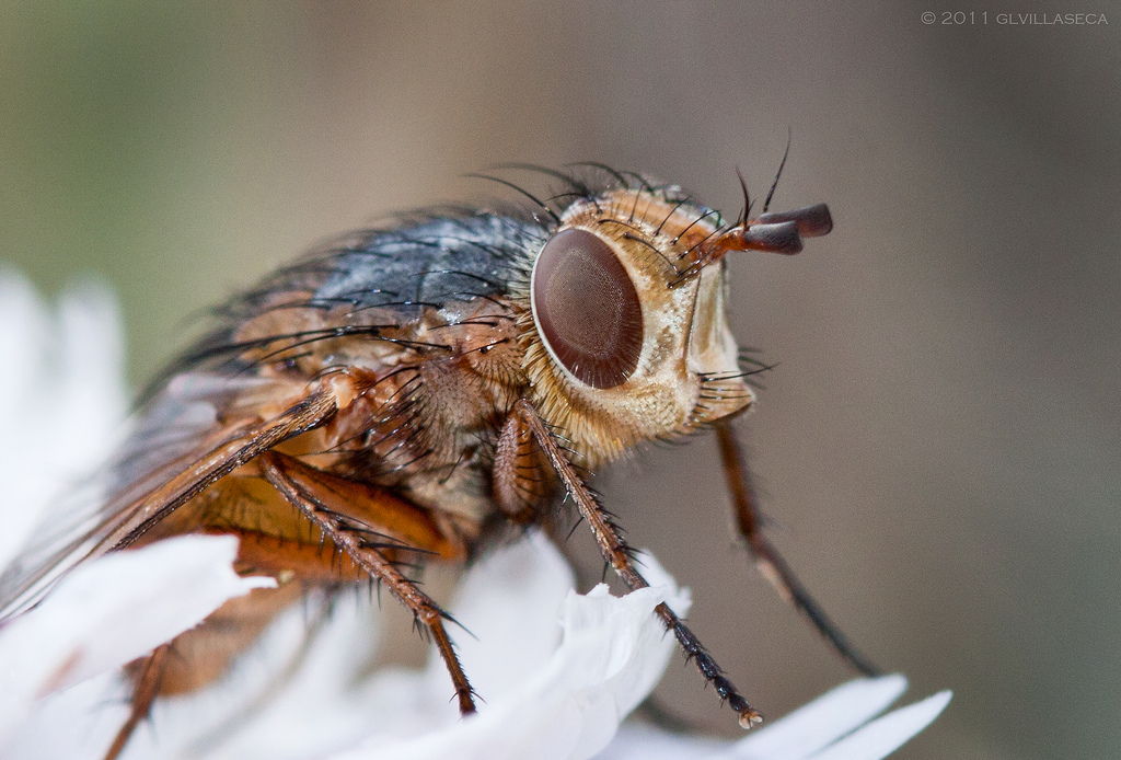 aerosapien-how-do-flies-fly
