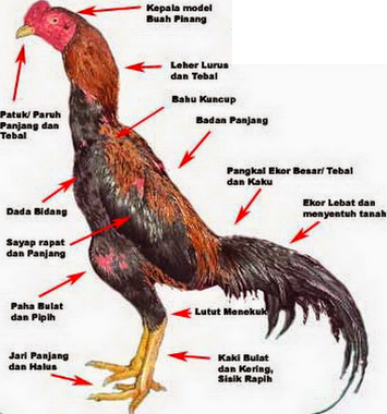 keunggulan dari tas kiso ayam bangkok – Grosir Tas Kiso ...