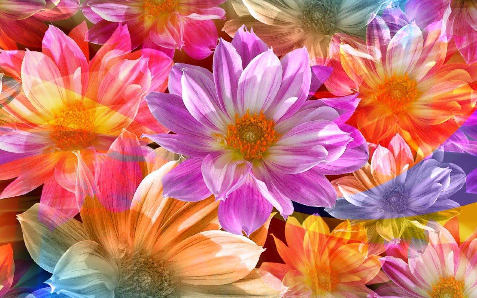FACEBOOK WALLPAPERS Lovely Flowers