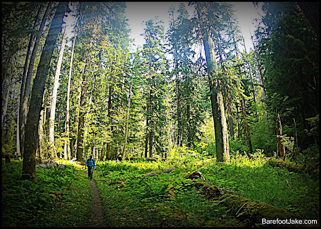elwha trail