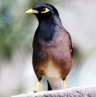 4 Ciri Ciri Paling Akurat Burung Jalak Nias Jantan Dan Betina Di