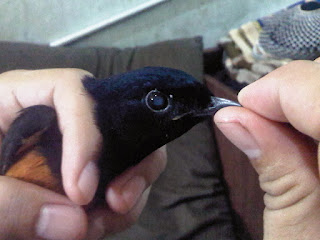 masalah murai batu masalah murai batu, masalah murai