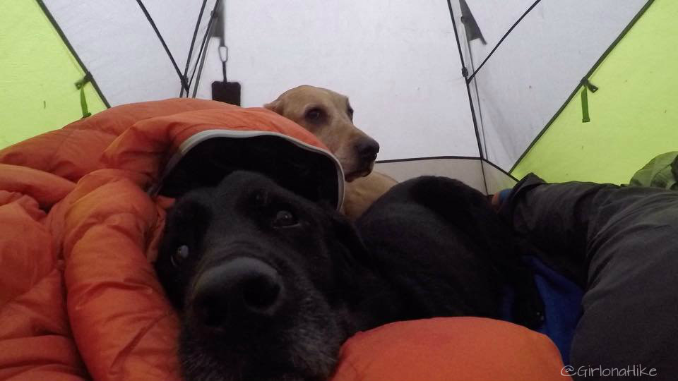 6 Tips to Keep Your Dog Warm while Camping Girl on a Hike