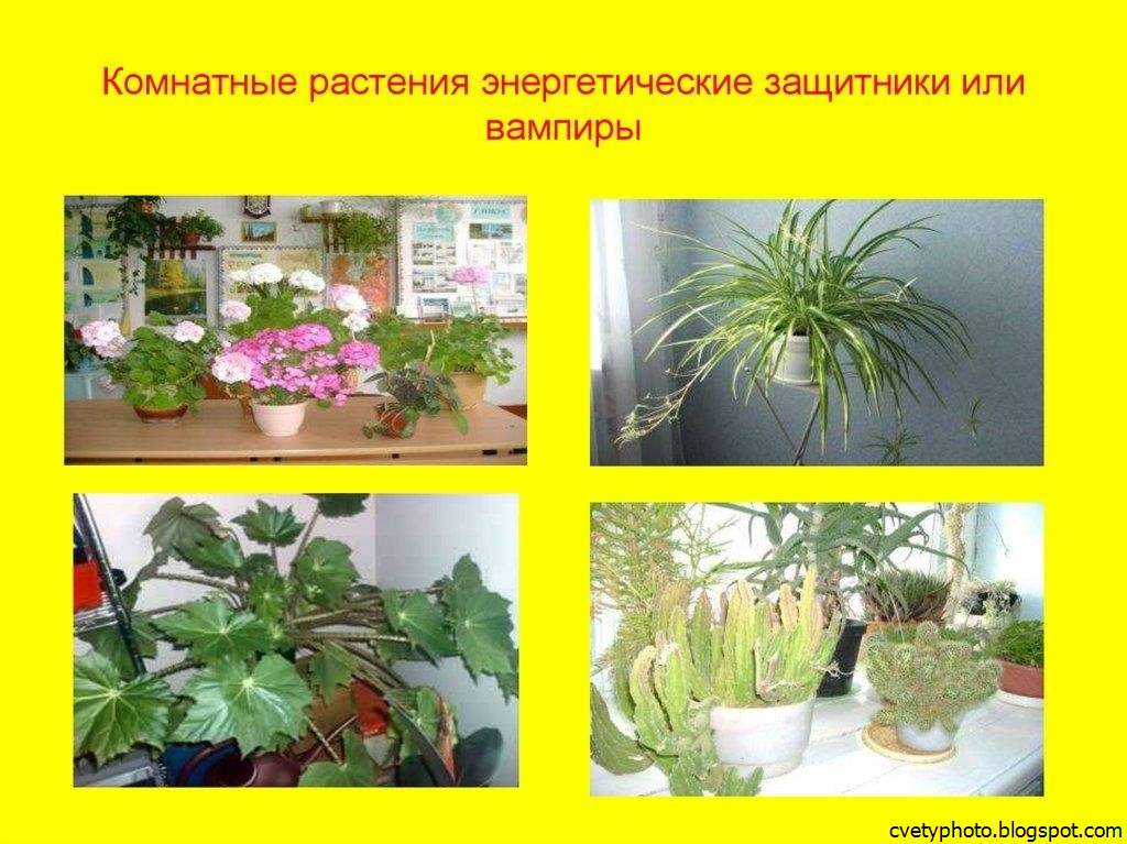 Растения доноры. Комнатные растения вампиры. Комнатные цветы энергетические вампиры. Цветок вампир комнатный. Комнатные растения список комнатных растений.