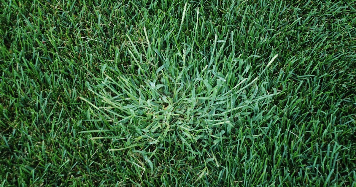 Purdue Turf Tips Crabgrass is out in full force in 2016!