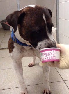 RSPCA Dog with Ice Cream