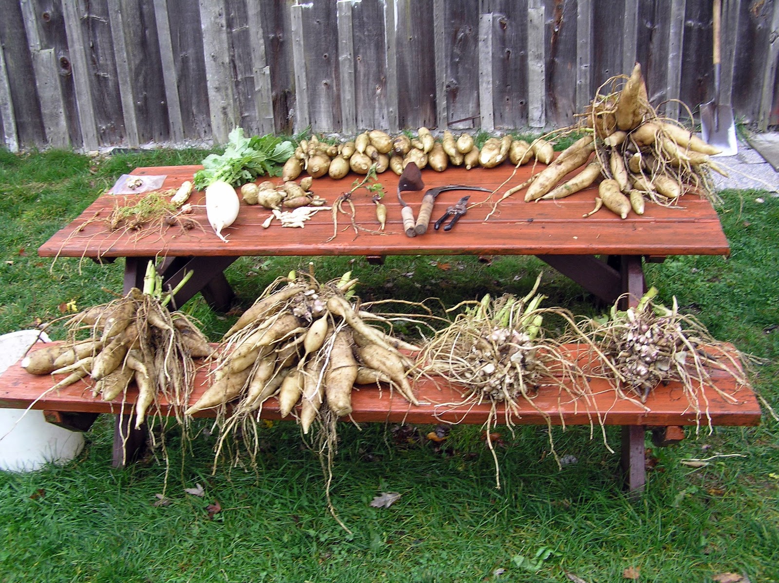 Rare Edible Root Crops 2012 yacon harvest