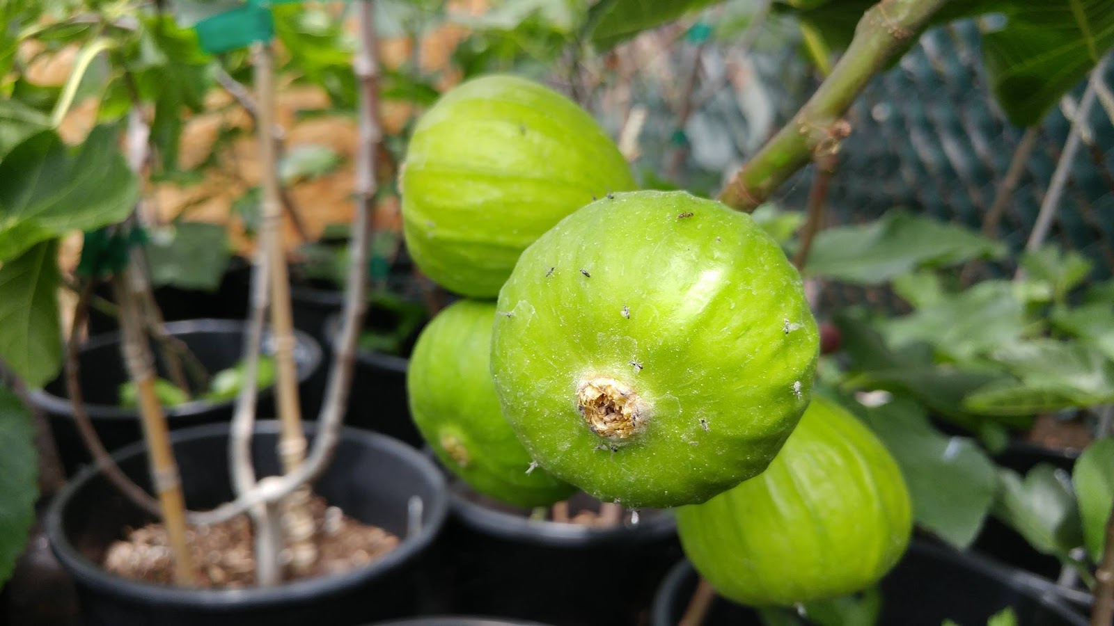 Figs Photo Collection Around the World Wasp colony in Figs Tree