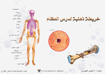 خريطة ذهنية لدرس العظام - علوم الصف العاشر 