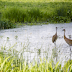 CMFRI and ISRO Ink MoU to Map Wetlands
