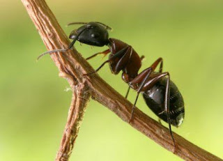 Ricerca sulle formiche, abitudini, organizzazione e curiosità