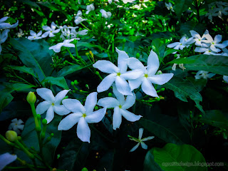 Fresh White Tiny Flowers Of Crape Jasmine In The Garden, Tangguwisia Village, North Bali, Indonesia