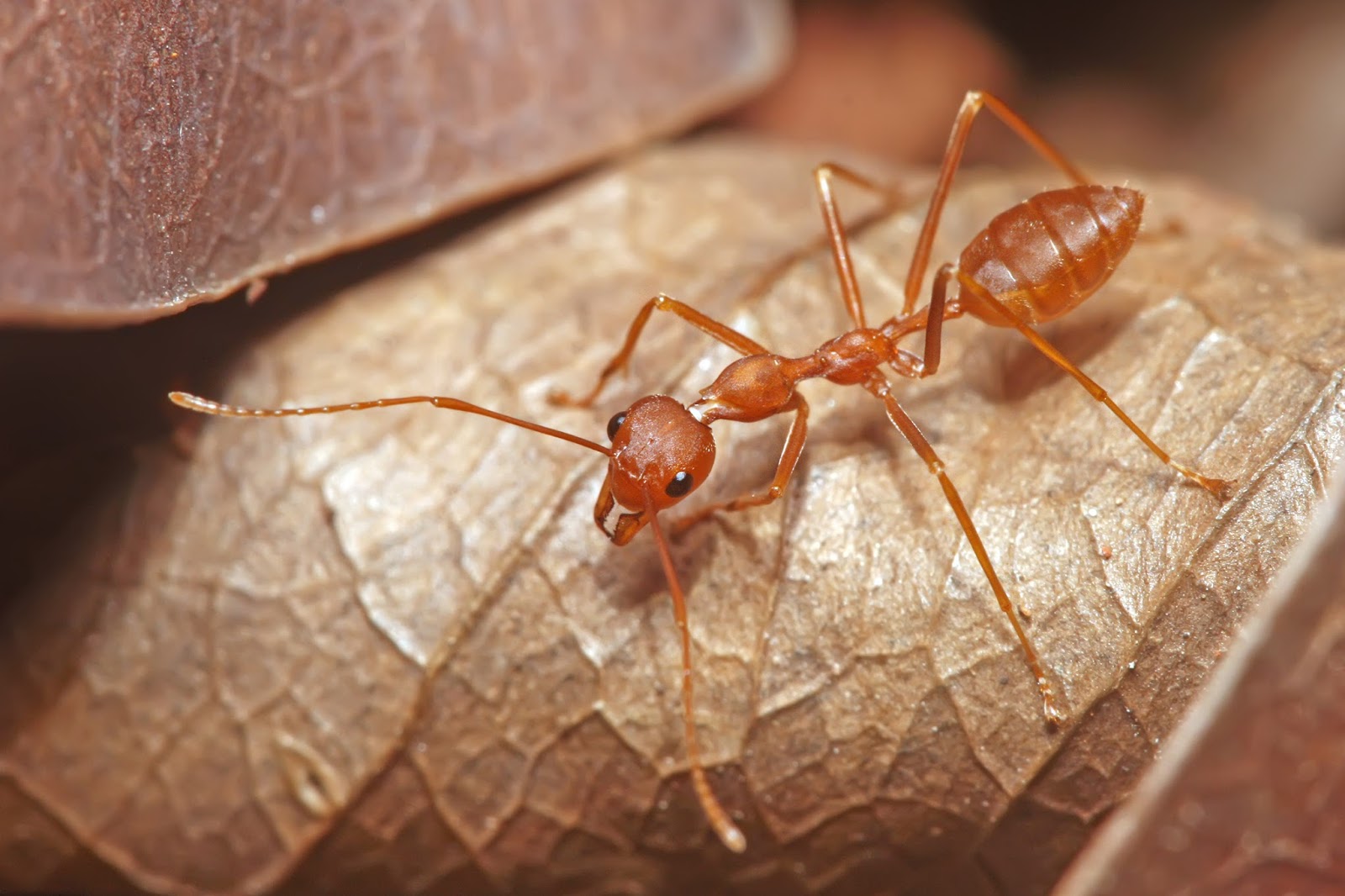 Insects: Red Weaver Ant, Oecophylla smaragdina