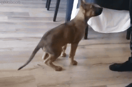Funny animal gifs - part 246, best funny gif, cute animals