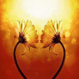 girasoles de amor