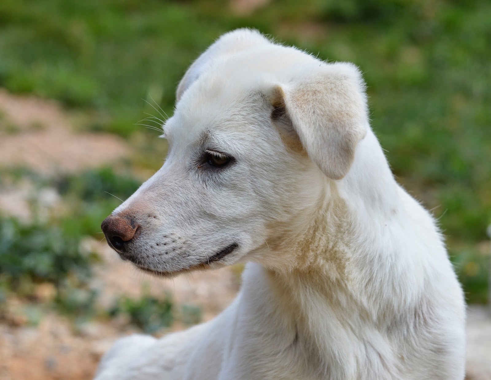 Hunde aus ZentralPortugal adoptieren Knut