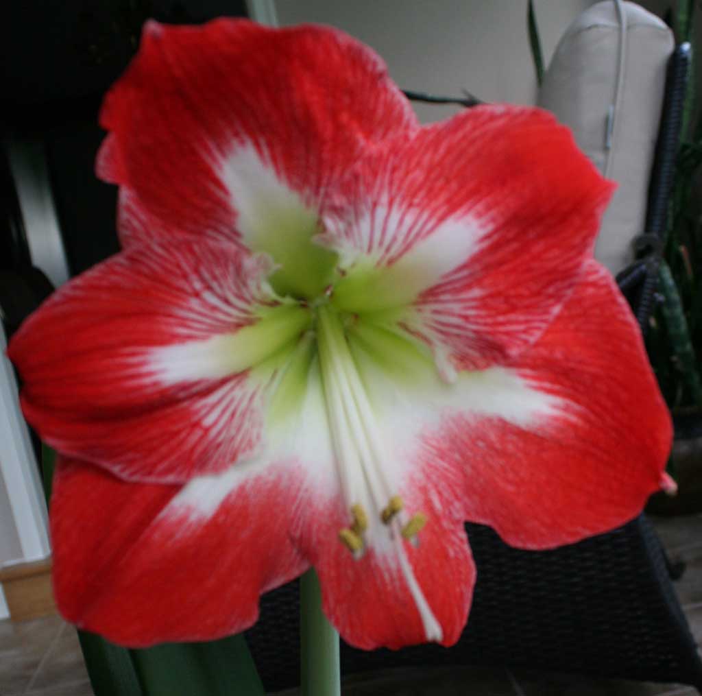 Poppular Photography Red Amaryllis Flowers