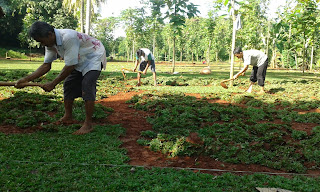 Jual rumput gajah mini di Bsd tukang rumput gajah mini di Bsd