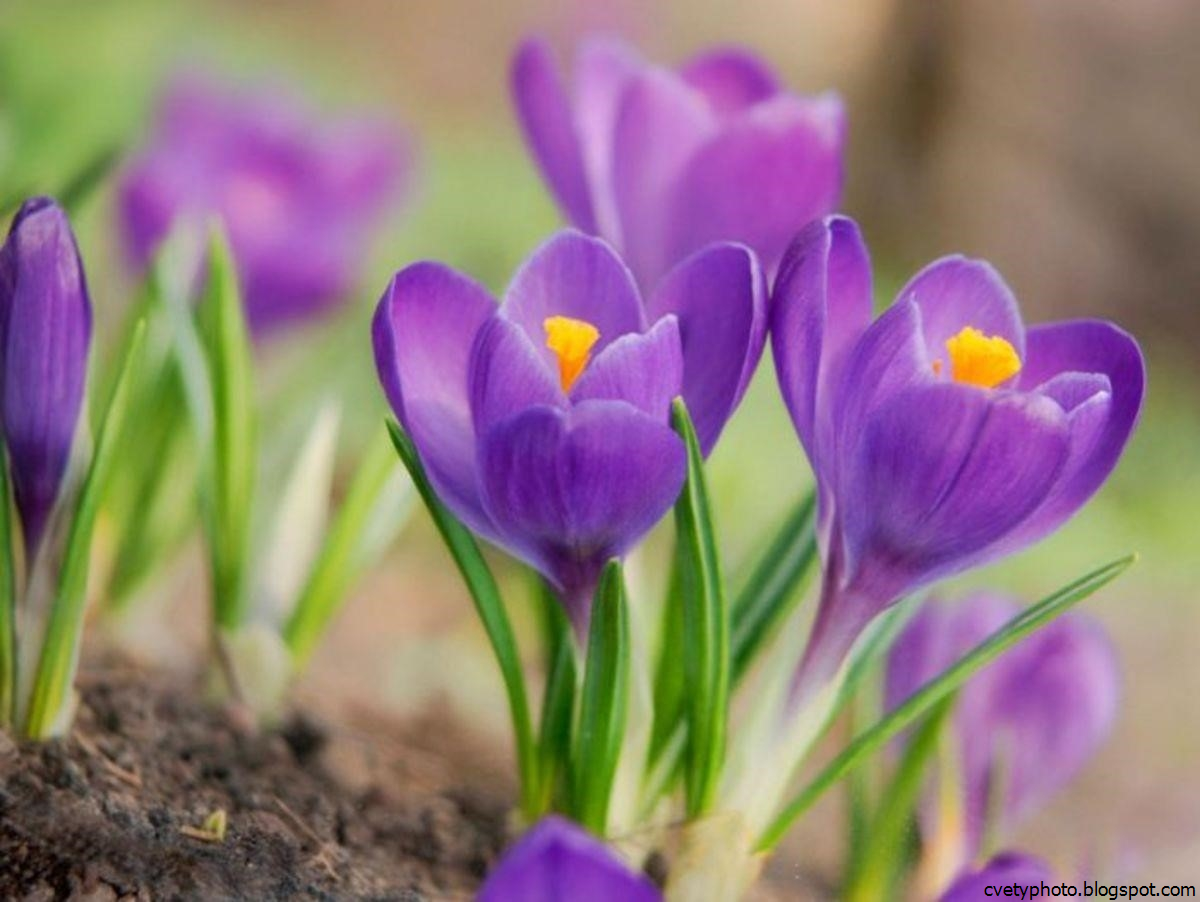 крокусы многолетники. крокус сорт шафран. крокус крупноцветковый желтый. весенние цветы крокусы. весенние первоцветы гиацинт.