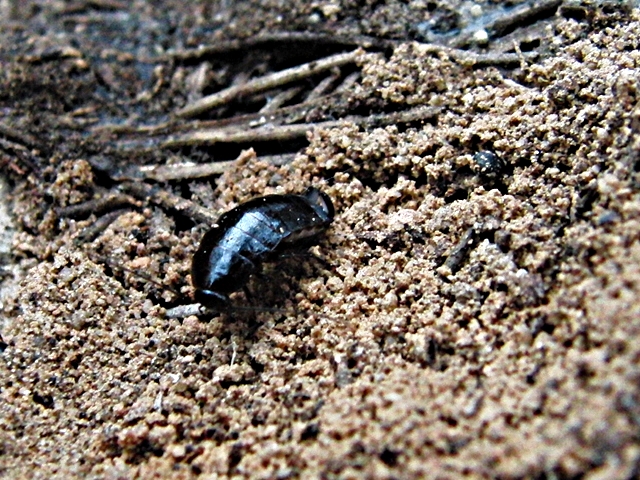 VILLENATURA Loboptera sp
