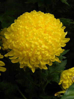 Yellow incurve mum at the Allan Gardens Conservatory 2015 Chrysanthemum Show by garden muses-not another Toronto gardening blog