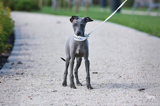 Italian Greyhound Sighthound for sale
