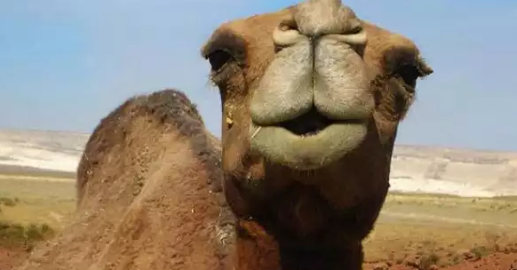 Keunikan Unta, Kenapa Tahan Panas di Padang Pasir? - Faktasantuy.com