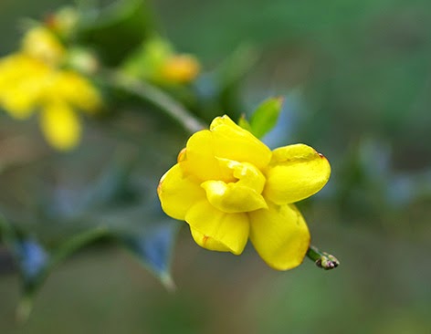 Jazmín de invierno (Jasminun nudiflorum)