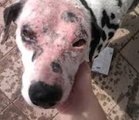 Sarna negra em cães: sintomas e tratamento Sarna negra em cachorro