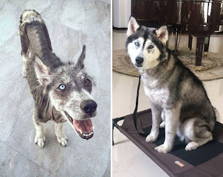 Antes y después perros adoptados de la calle 