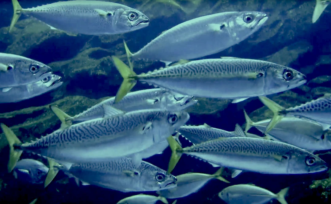 Aquarium Movies Japan Archive 生きている魚図鑑 サバ マサバ ゴマサバ Chub Mackerel Scomber Japonicus Blue Mackerel Scomber Australasicus