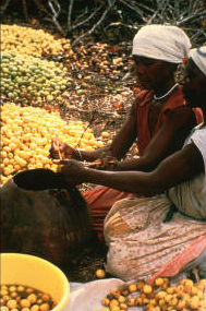 Marula is a much loved fruit in the grasslands of Africa Marula is a much loved fruit in the grasslands of Africa