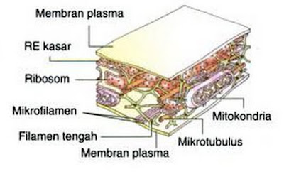 gambar sitoskeleton gambar sitoskeleton