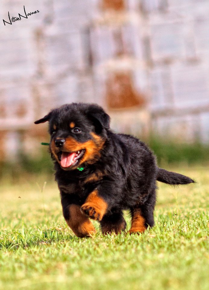 CANIL QUILOMBO - MELHOR ROTTWEILER DO BRASIL ABSOLUTO 2011 CBRR