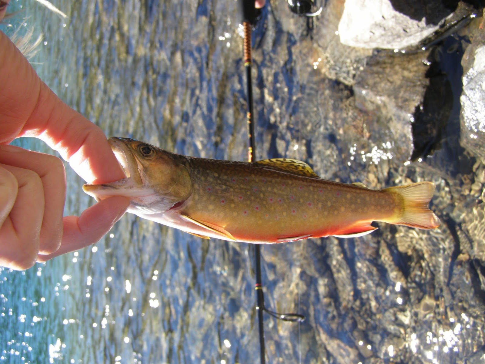 Backpackin4ever Moose lake Brook Trout