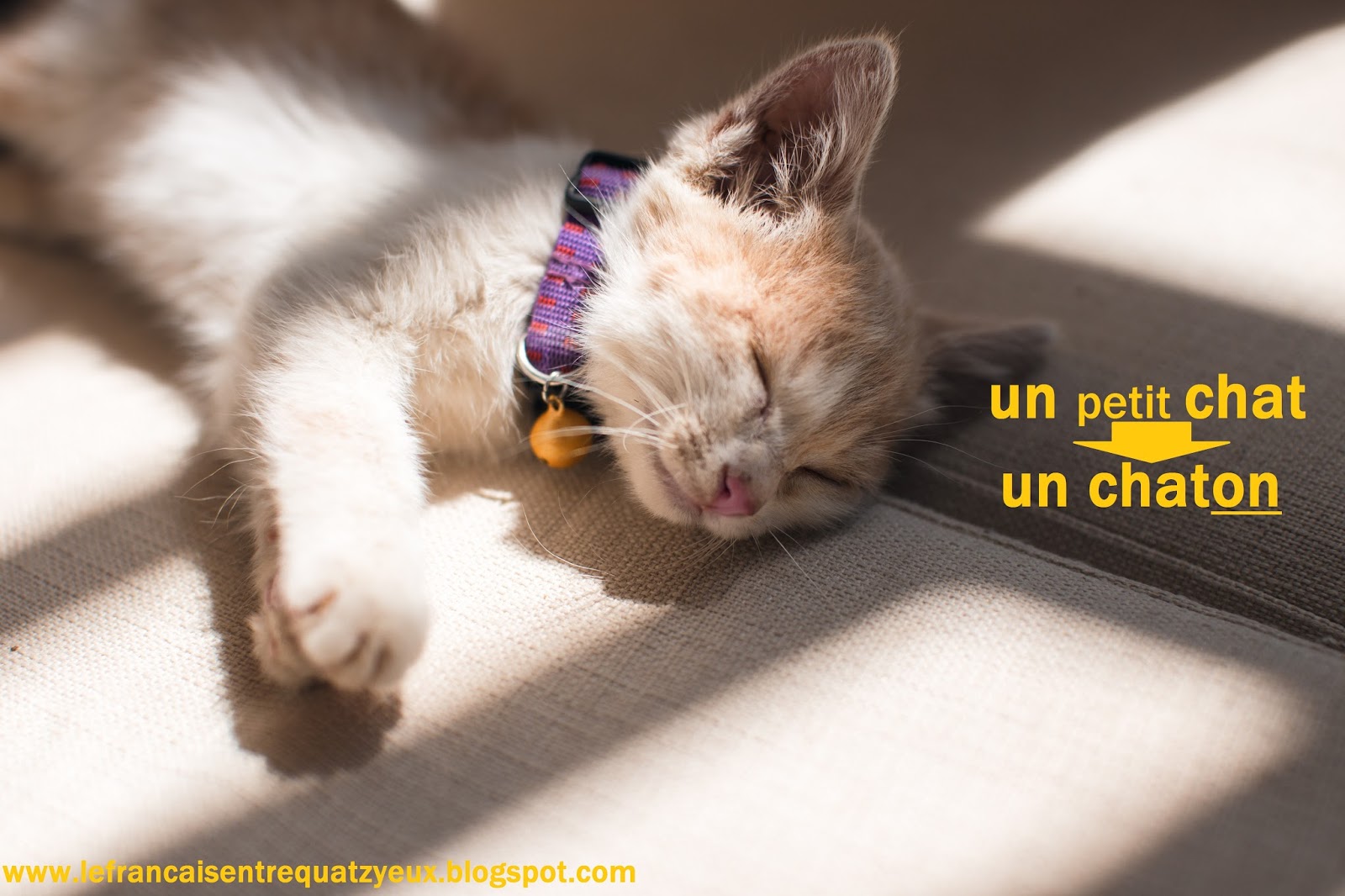 Chat francais ipad