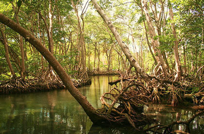 Dominican Views: Lagun Gri Gri D.R.