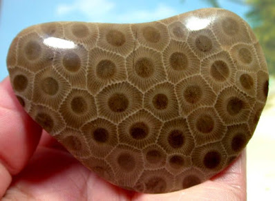 What Is Petoskey Stone, and Where Can You Find It?