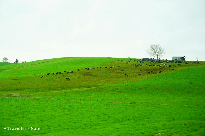 A Traveller's Note: Padang ragut