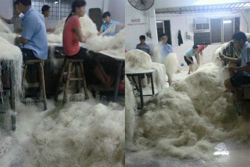 Mengejutkan! Beredar Foto Pembuatan Bihun yang Prosesnya Sangat Jorok dan Menjijikkan Mengejutkan! Beredar Foto Pembuatan Bihun yang Prosesnya Sangat Jorok dan Menjijikkan