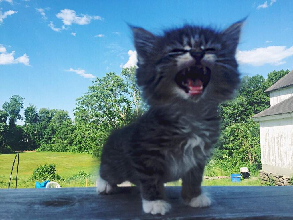 Funny cats - part 250, best funny cat images, cute cat photos