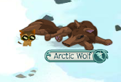 My Arctic Wolf