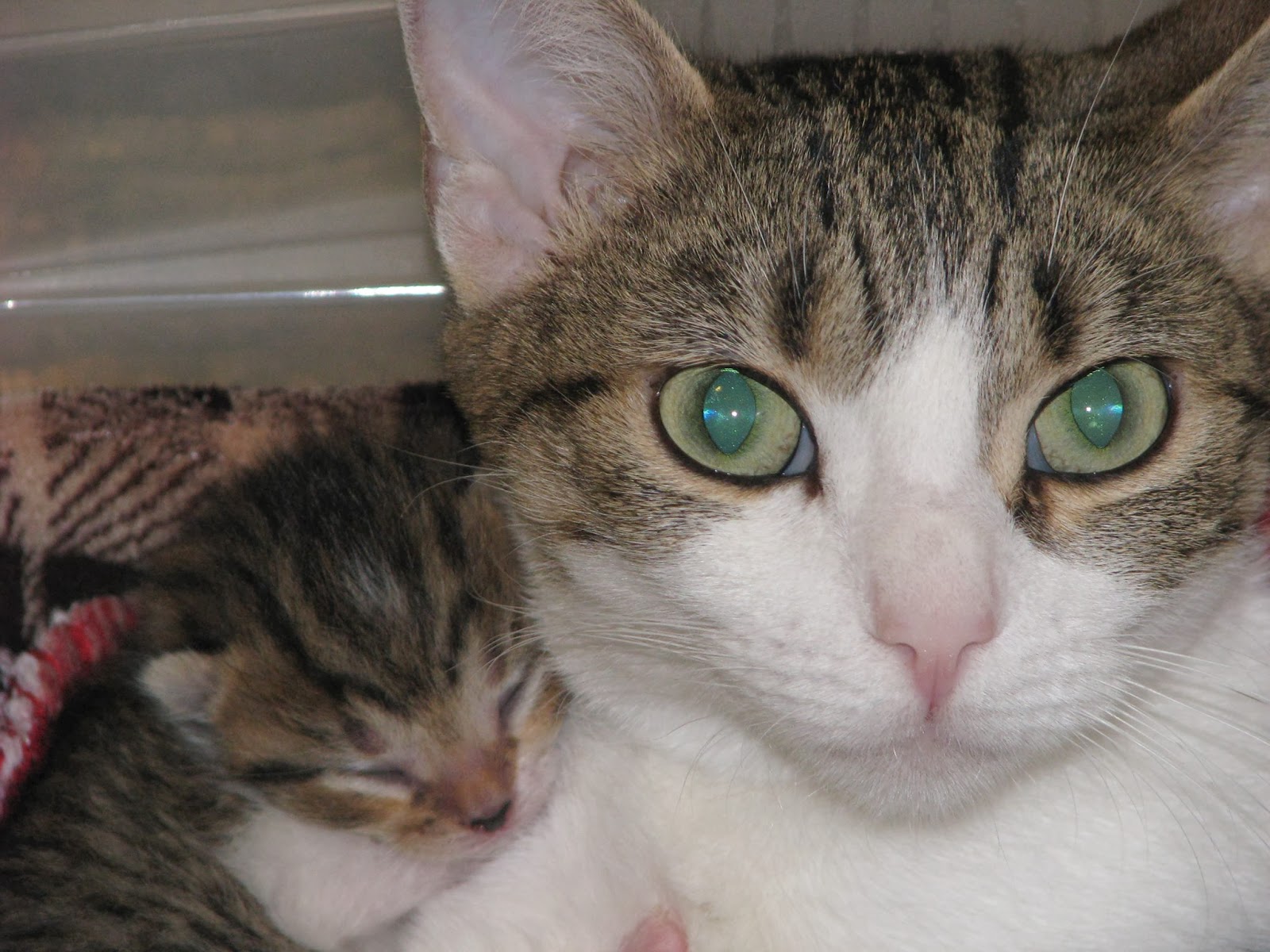 Feline Rescue Cat Tales New Kitten Cam!