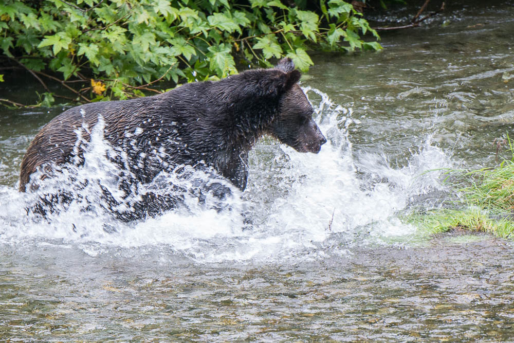 Jon's Journeys Camp Run A Muck, Hyder, AK and the Bear Viewing Platform