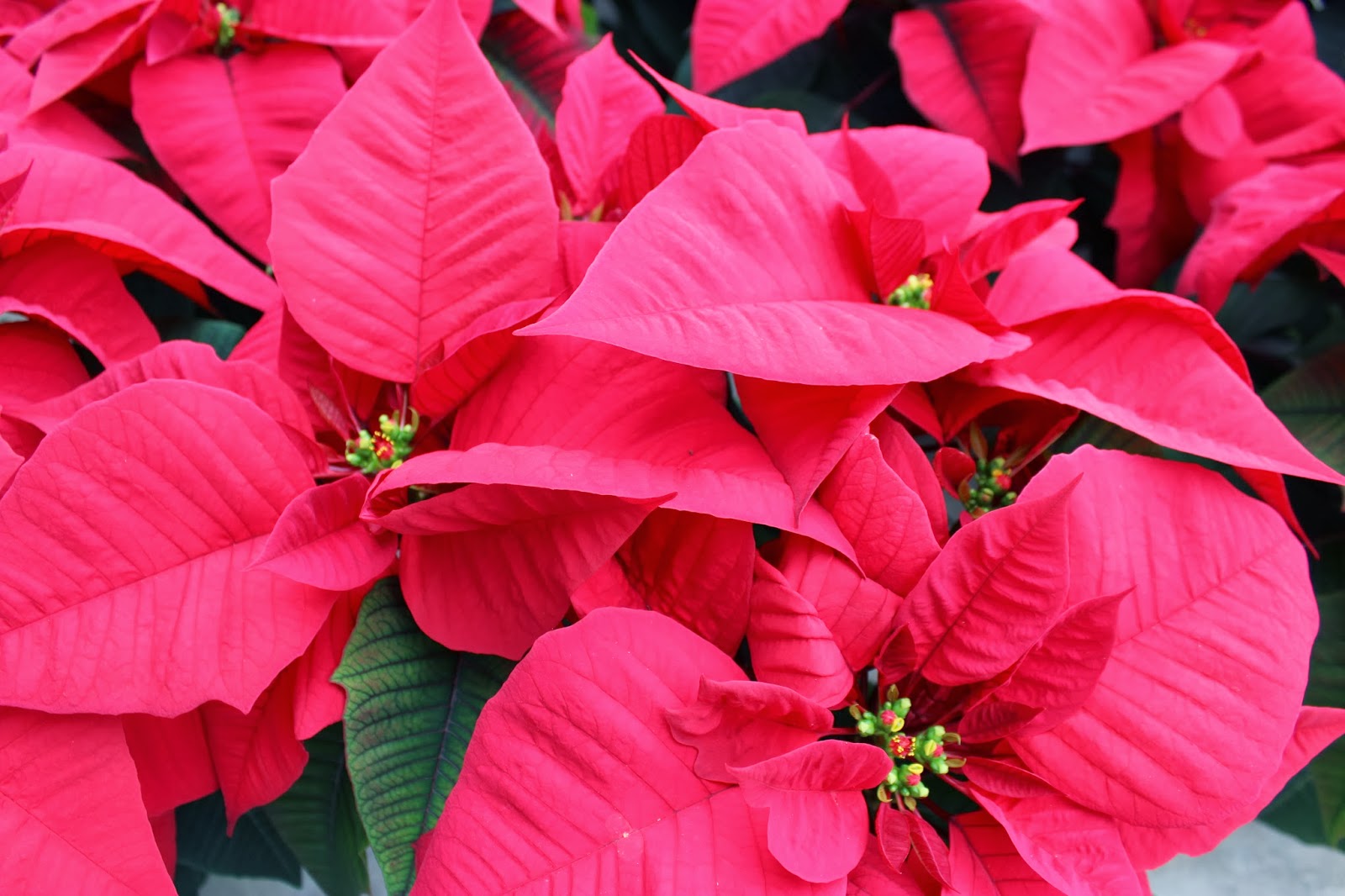 Why Is My Poinsettia Not Turning Red at Darrell Steel blog